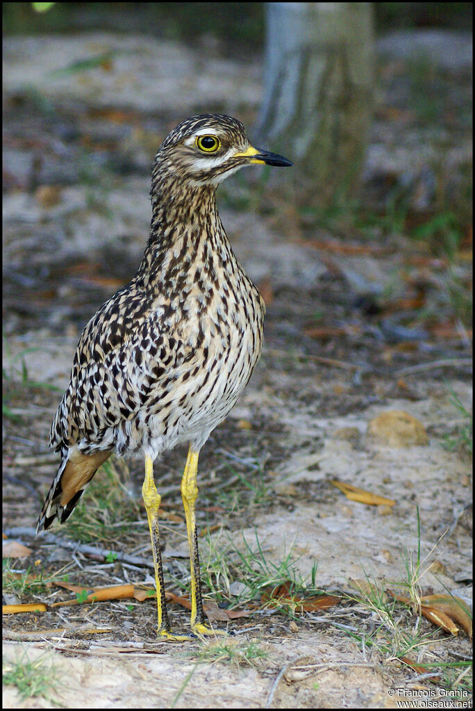 Spotted Thick-knee