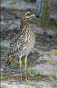 Spotted Thick-knee