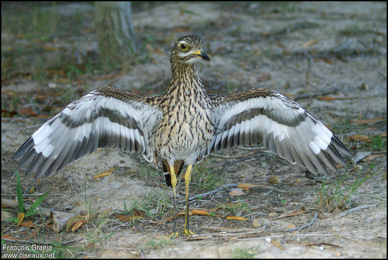 Spotted Thick-knee, Behaviour