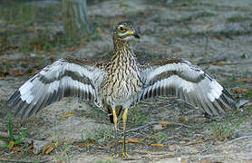 Spotted Thick-knee