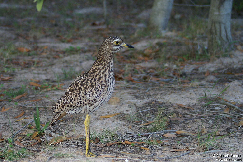 Spotted Thick-kneeadult