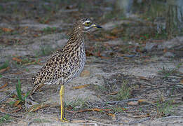 Spotted Thick-knee