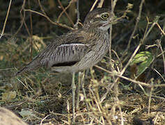 Water Thick-knee