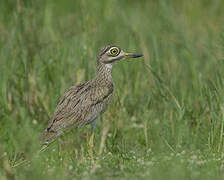 Water Thick-knee