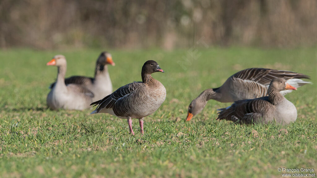 Pink-footed Goose