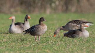 Pink-footed Goose