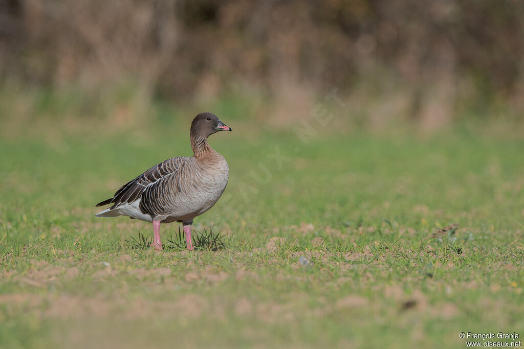 Pink-footed Goose