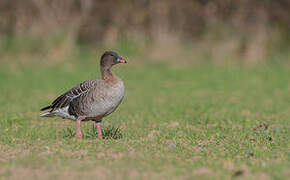 Pink-footed Goose