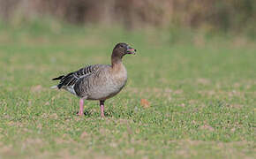 Pink-footed Goose