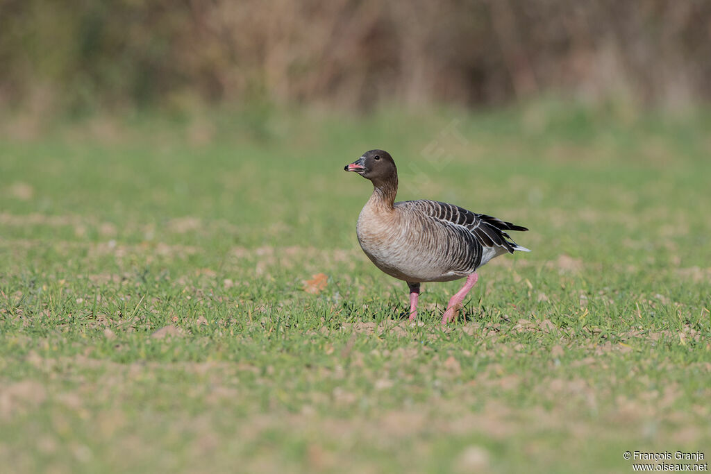 Pink-footed Goose