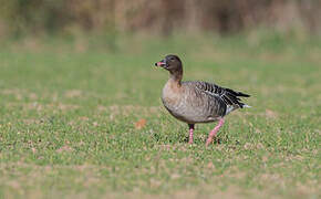 Pink-footed Goose