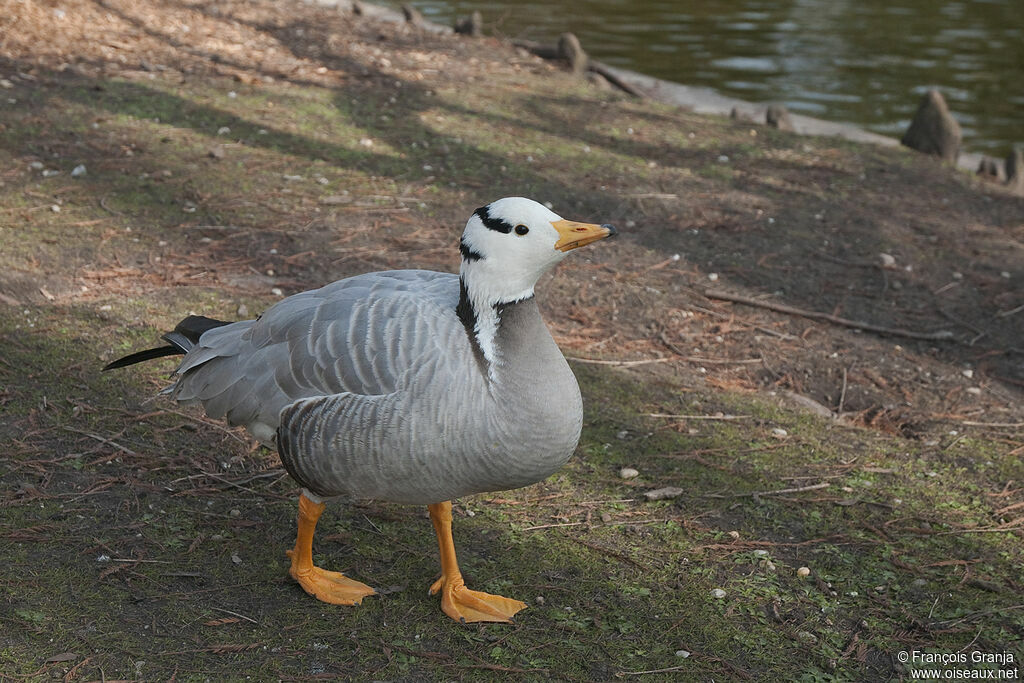 Bar-headed Gooseadult