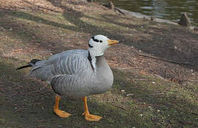 Bar-headed Goose