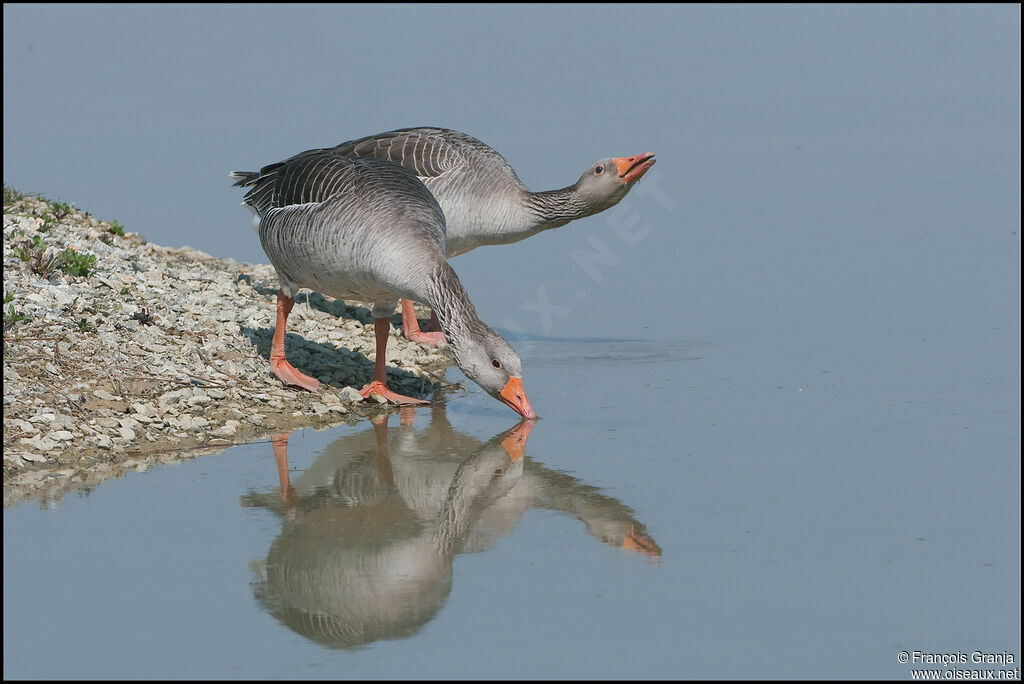 Greylag Goose adult