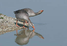 Greylag Goose