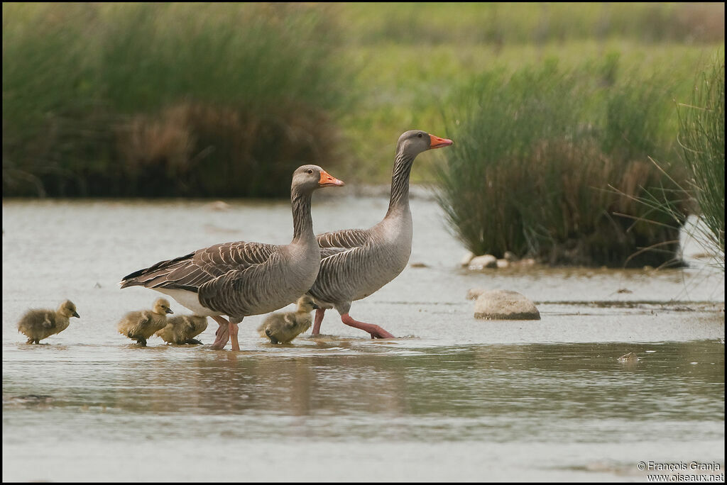 Greylag Goose adult