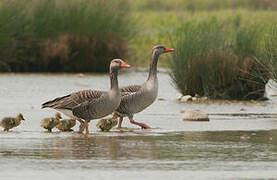 Greylag Goose