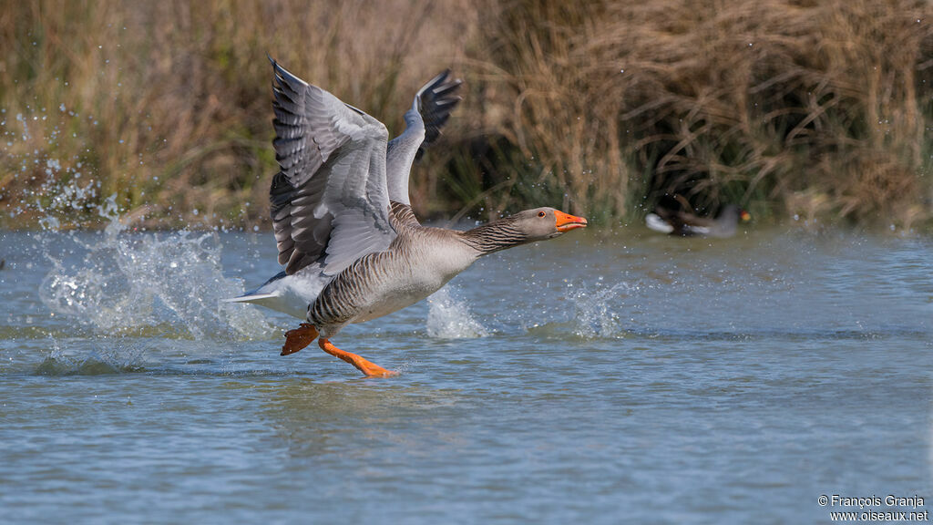 Greylag Goose