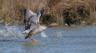 Greylag Goose