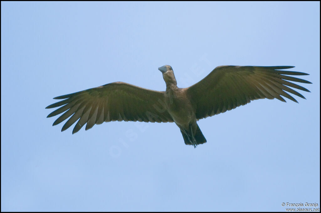 Hamerkop