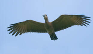 Hamerkop