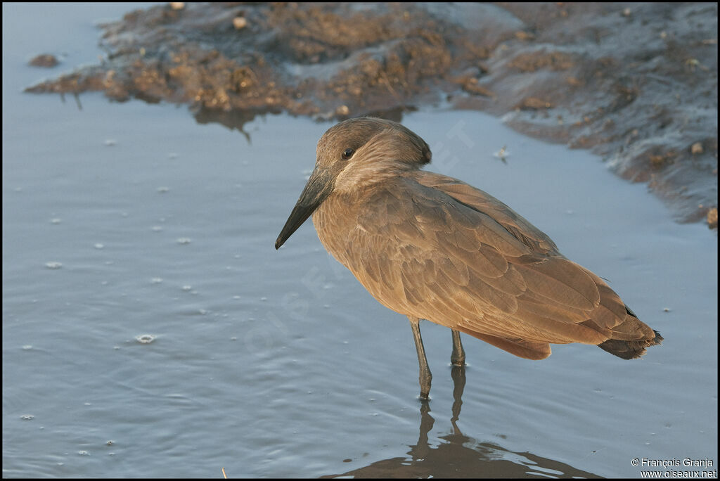 Hamerkop