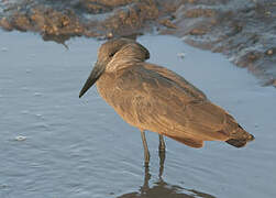 Hamerkop