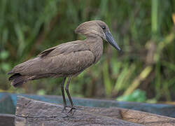 Hamerkop