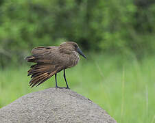 Hamerkop