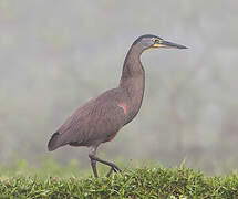 Bare-throated Tiger Heron