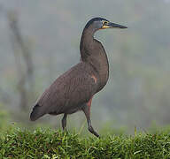 Bare-throated Tiger Heron