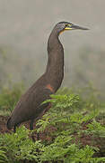 Bare-throated Tiger Heron