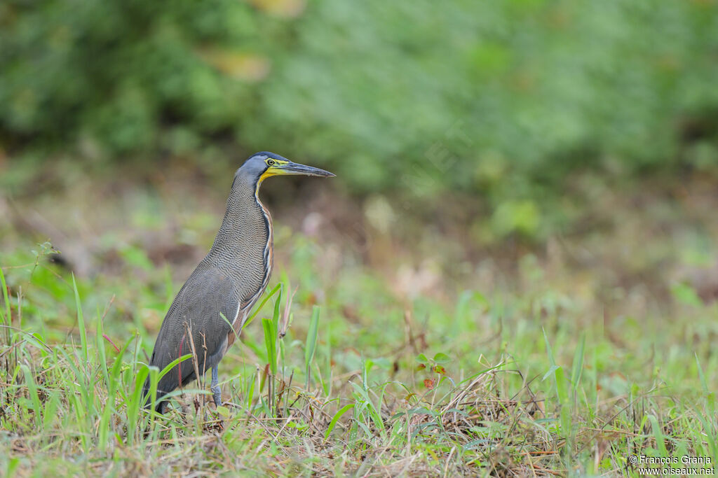 Bare-throated Tiger Heron