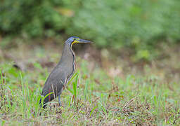 Bare-throated Tiger Heron