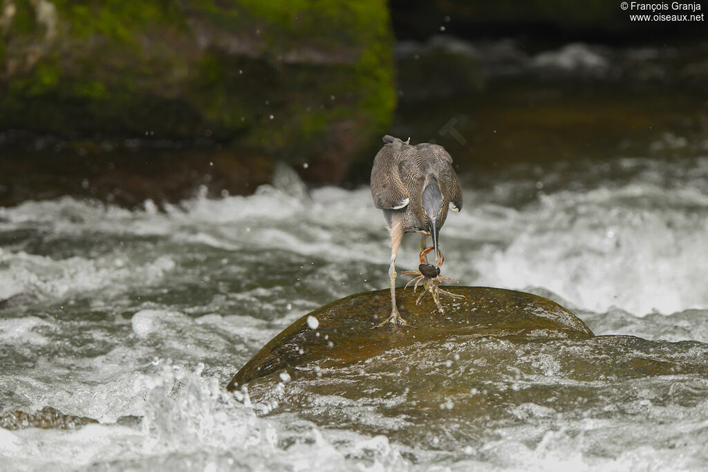 Fasciated Tiger Heron