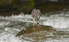 Fasciated Tiger Heron