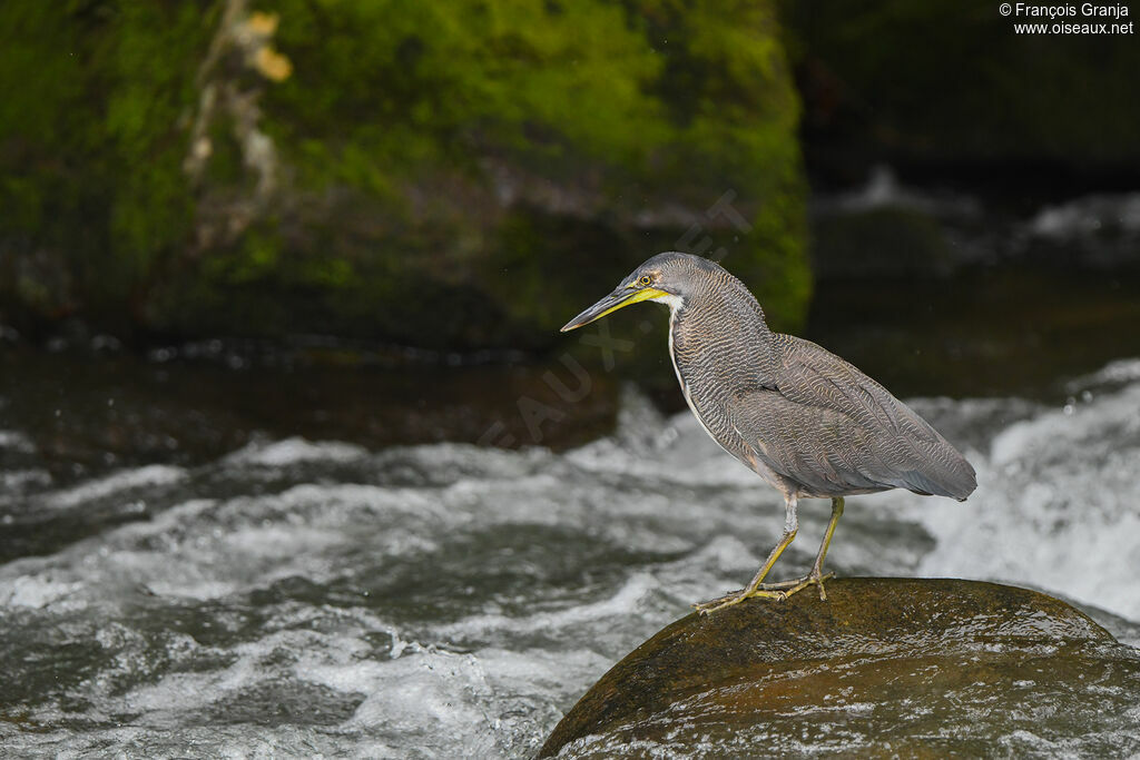 Fasciated Tiger Heron