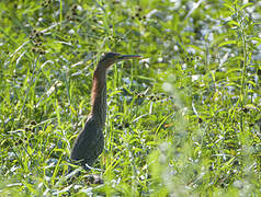 Rufescent Tiger Heron