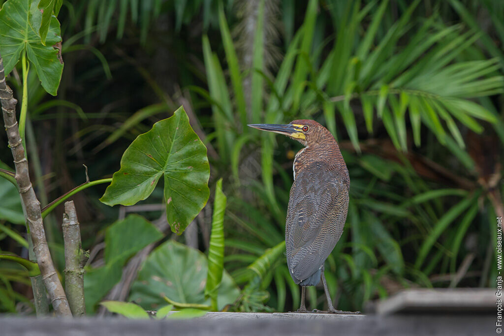 Rufescent Tiger Heron