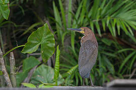 Rufescent Tiger Heron
