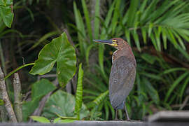 Rufescent Tiger Heron