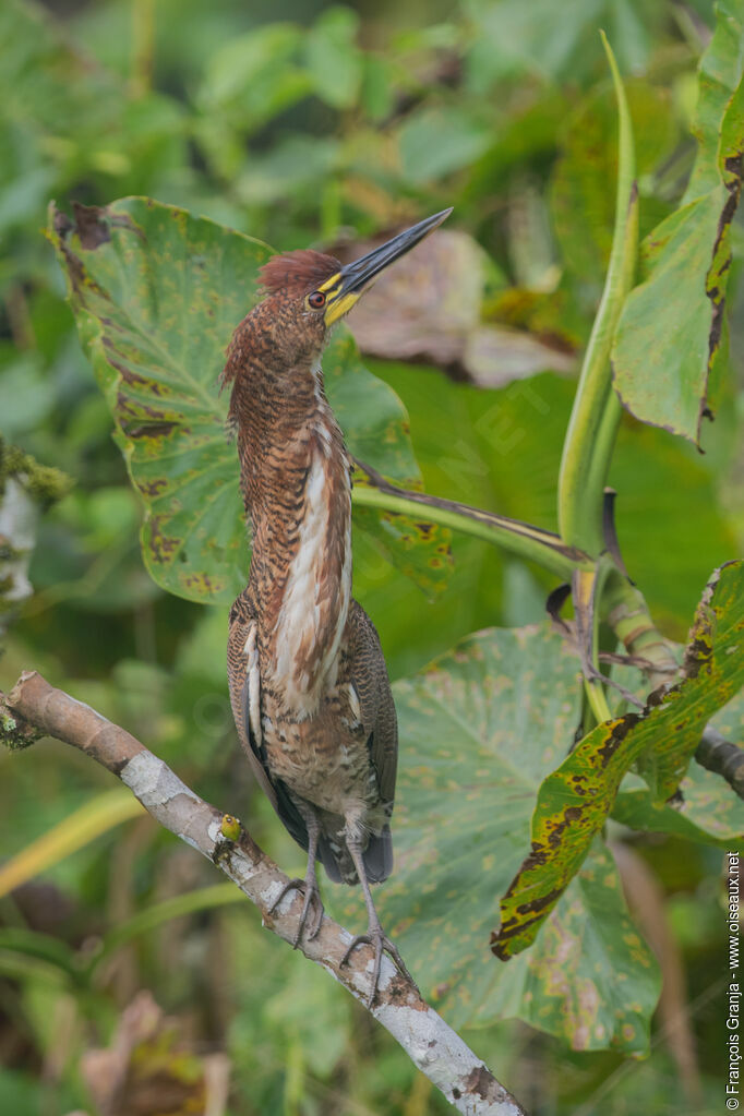 Rufescent Tiger Heron