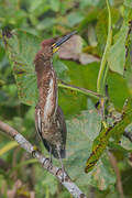 Rufescent Tiger Heron