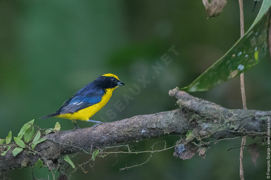 Thick-billed Euphonia male