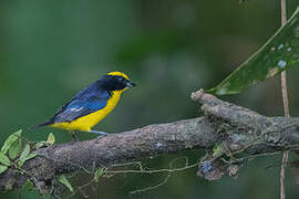 Thick-billed Euphonia