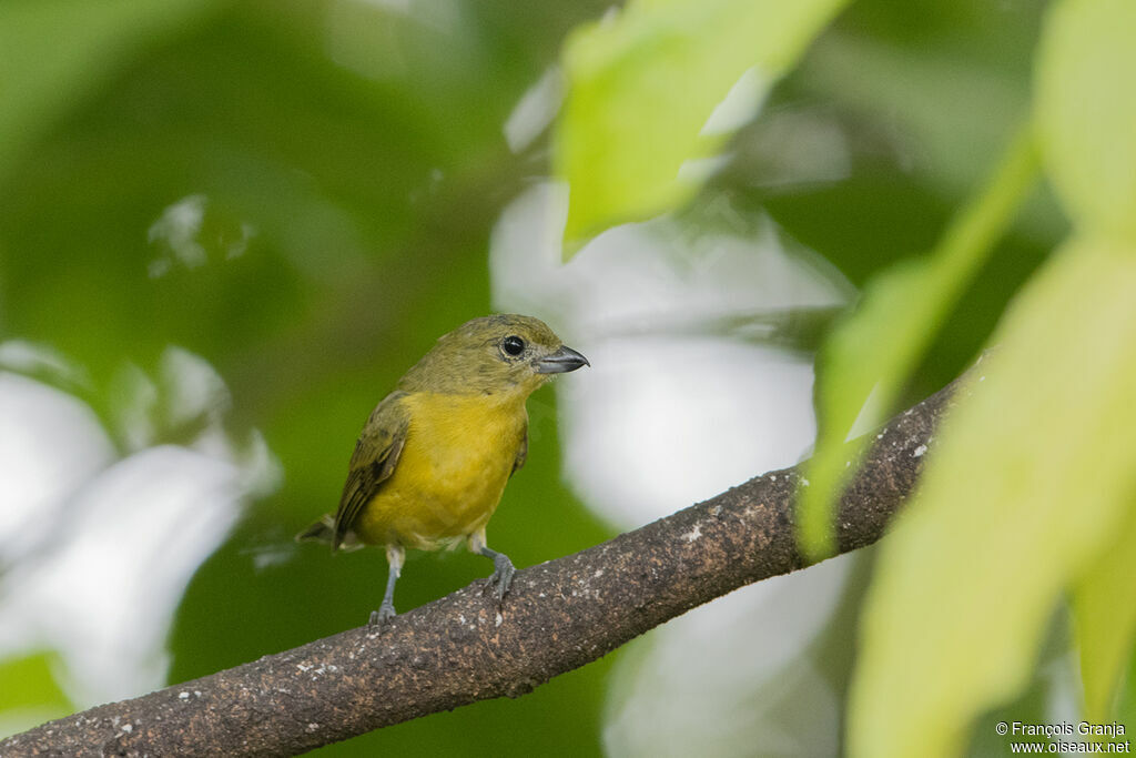 Thick-billed Euphonia female