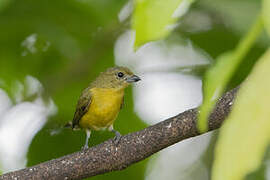 Thick-billed Euphonia