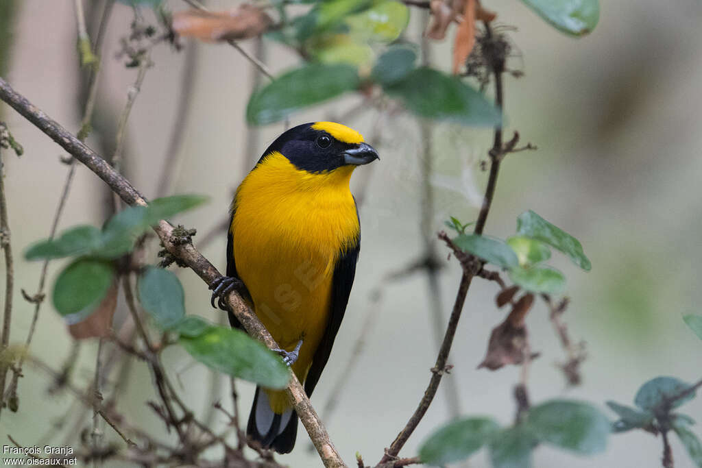 Thick-billed Euphonia male adult, close-up portrait