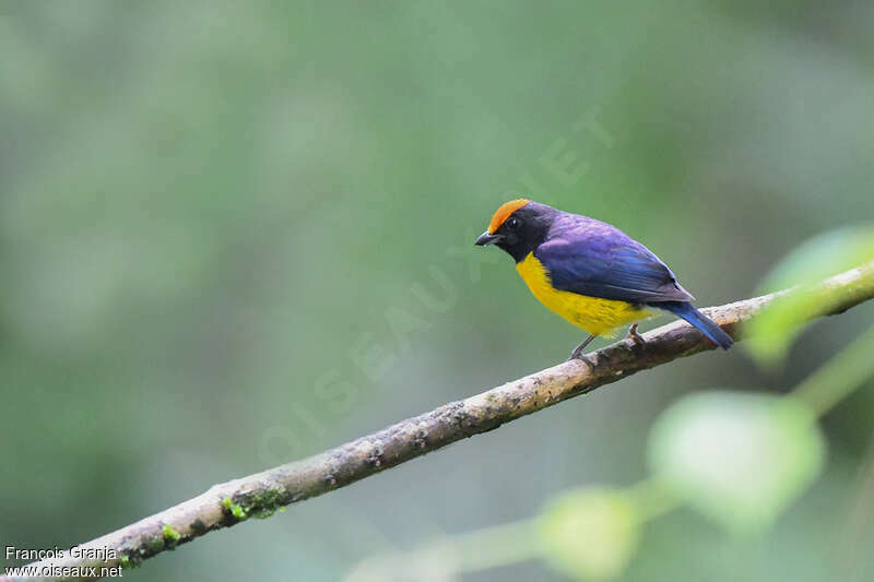 Tawny-capped Euphonia male adult, identification