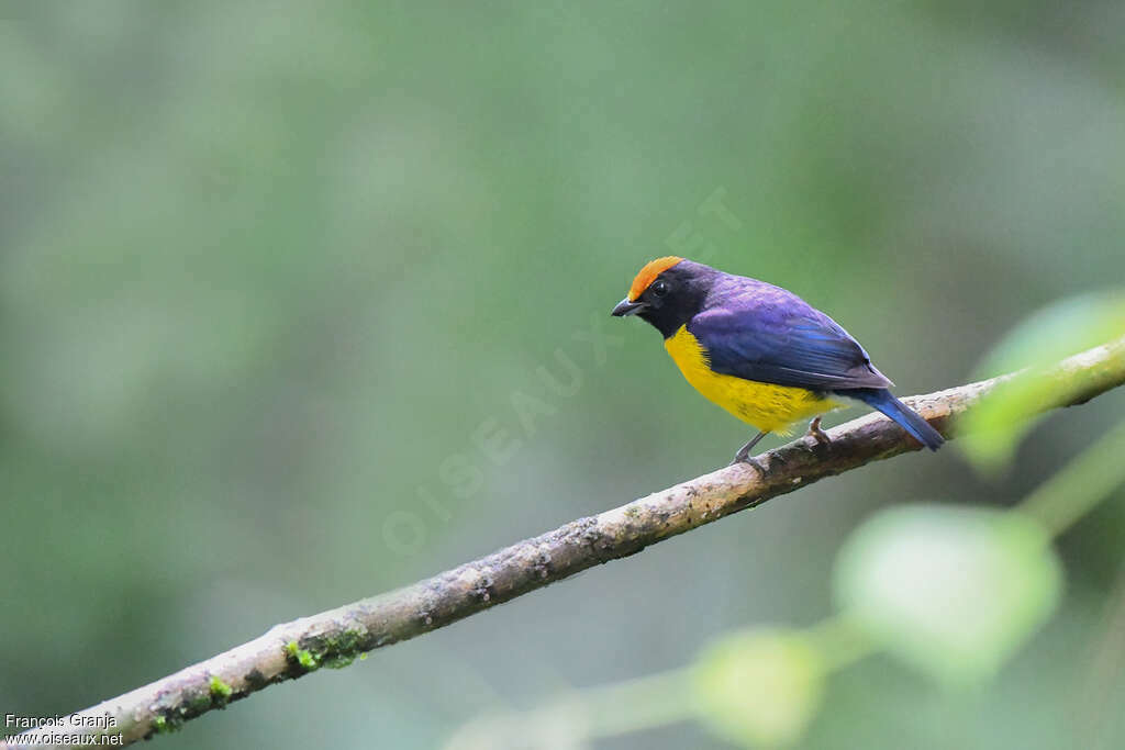 Tawny-capped Euphonia male adult, identification